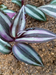 Tradescantia zebrina