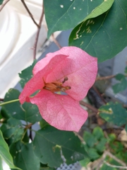 Bougainvillea