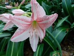 Hippeastrum reticulatum
