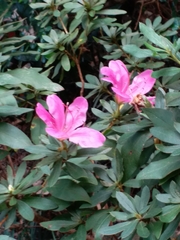 Rhododendron pulchrum phoeniceum