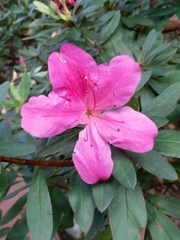 Rhododendron pulchrum phoeniceum