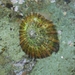 Japanese False Limpet - Photo (c) R. Lucine, some rights reserved (CC BY-NC-SA), uploaded by R. Lucine