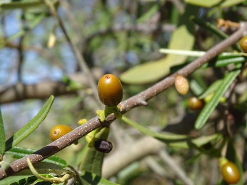 Struthanthus palmeri (Struthanthus palmeri)