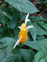 Pachystachys lutea