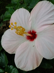 Hibiscus