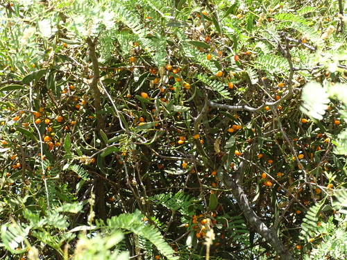 Struthanthus palmeri (Struthanthus palmeri)
