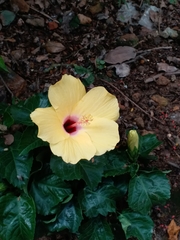 Hibiscus