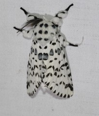 Kamalia australis