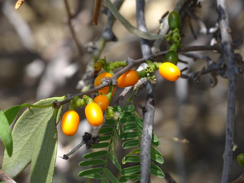Struthanthus palmeri (Struthanthus palmeri)