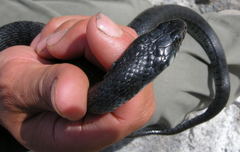 Natrix helvetica sicula
