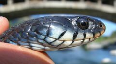 Natrix helvetica sicula