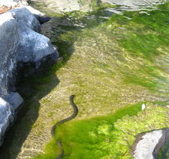 Natrix helvetica sicula