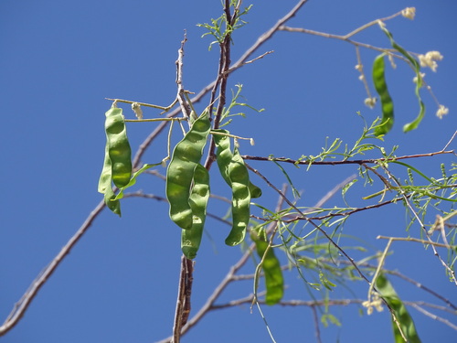 Willard's Acacia