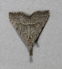Trigonistis asthenopa