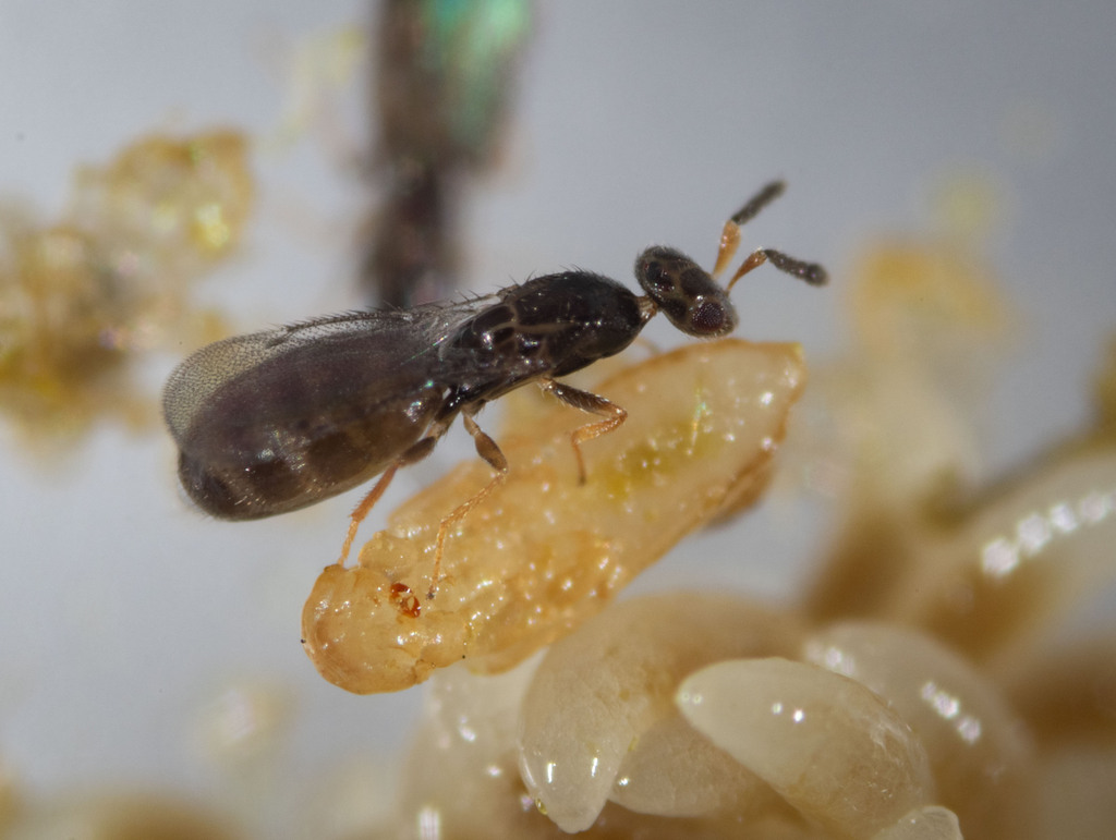 Melittobia australica