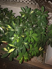 Schefflera