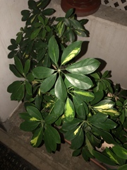 Schefflera