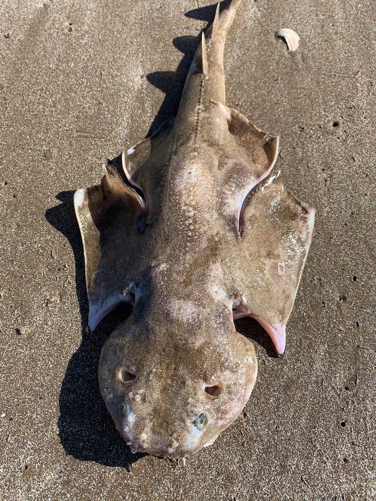 Angular Angelshark
