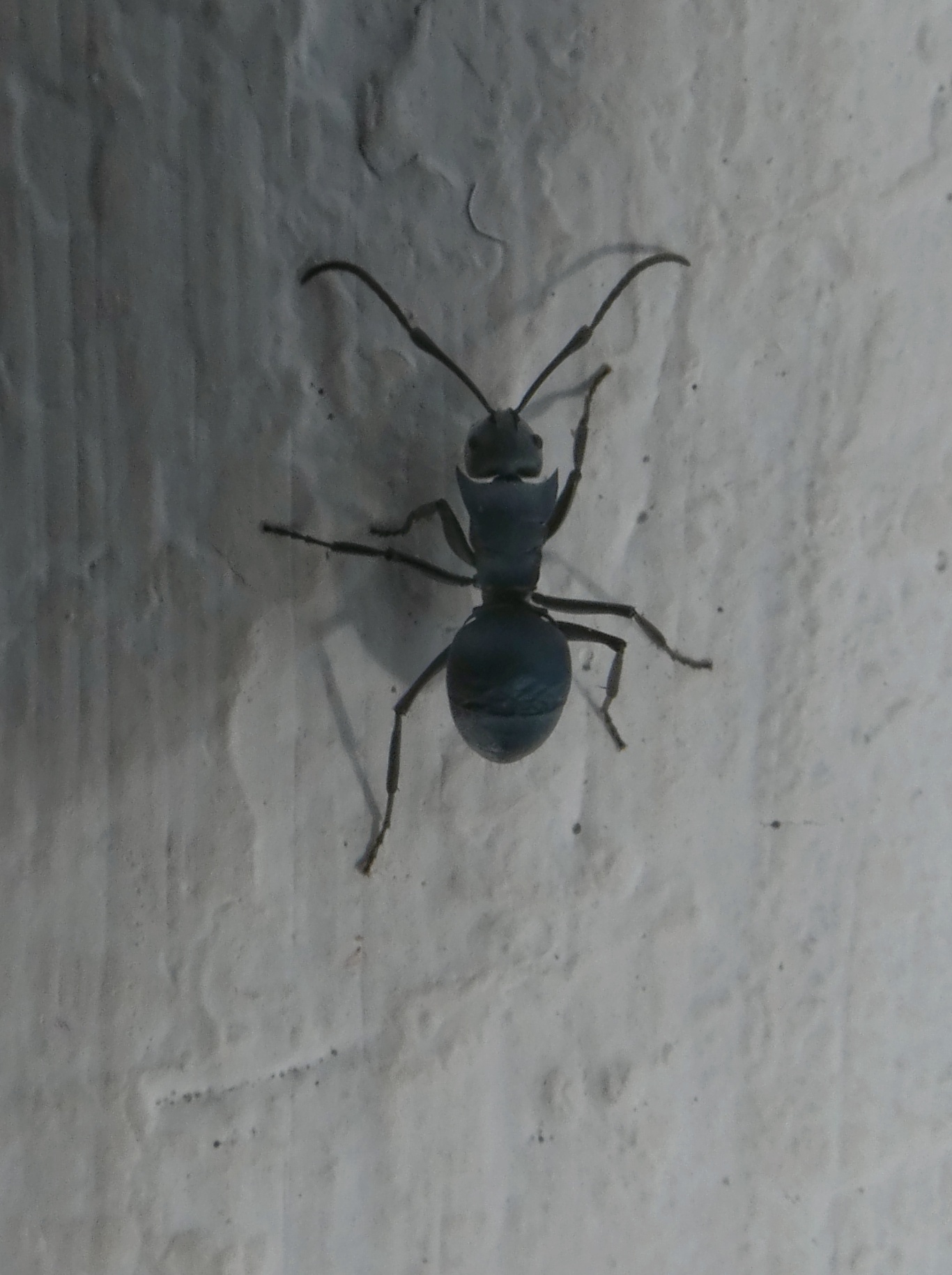 Polyrhachis cyaniventris