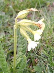 Primula intricata, photograph Yves Bas, CC BY, iNaturalist via GBIF