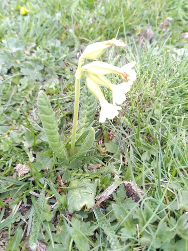 Primula intricata, photograph 4