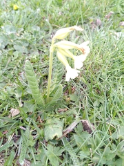 Primula intricata, photograph Yves Bas, CC BY, iNaturalist via GBIF