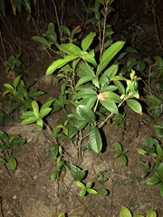 Magnoliopsida