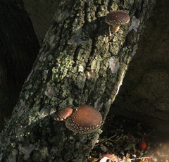 Lentinula edodes
