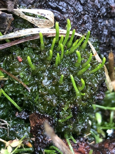Pearson's phaeoceros (Paraphymatoceros pearsonii)