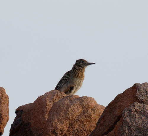 iNaturalist observation photo of Greater Roadrunner