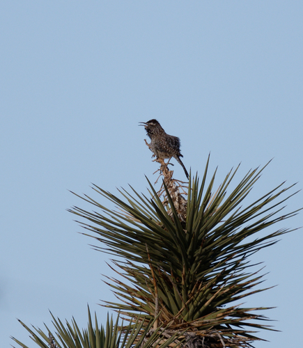 iNaturalist observation photo of Cactus Wren