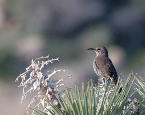 iNaturalist observation photo of California Thrasher