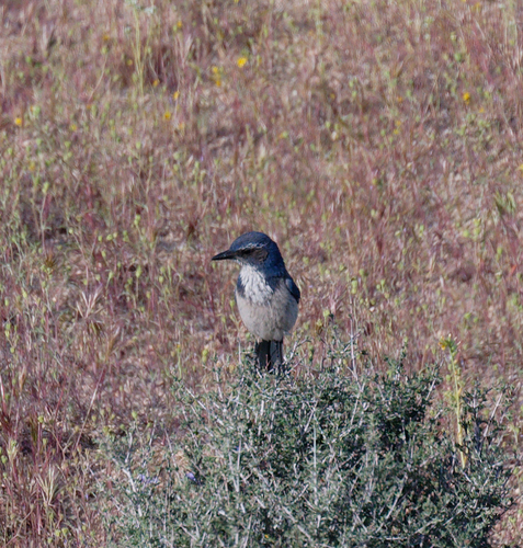 iNaturalist observation photo of California Scrub-Jay