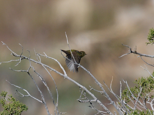 iNaturalist observation photo of Orange-crowned Warbler