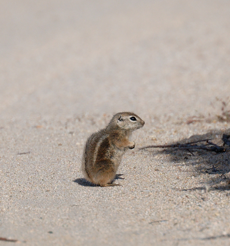 iNaturalist observation photo of White-tailed Antelope Squirrel
