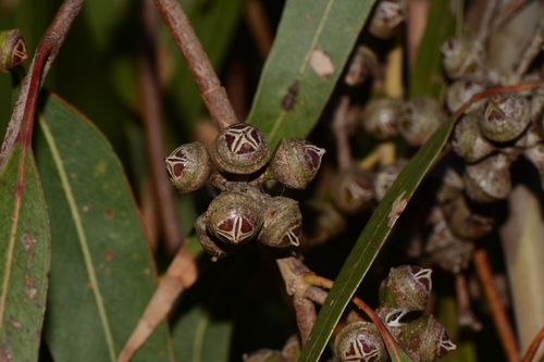 Eucalyptus tereticornis