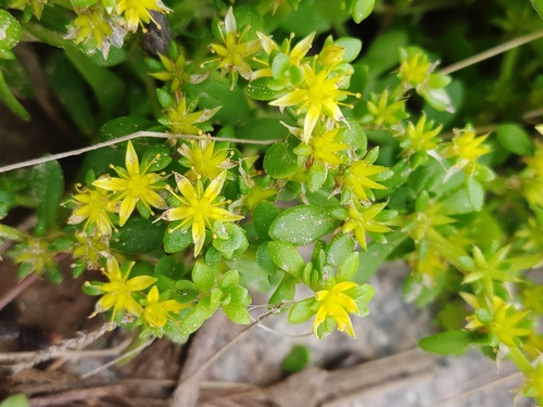 Sedum rosulatobulbosum iNat (2)