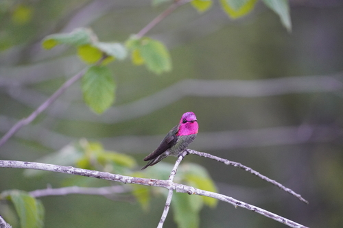 Anna's Hummingbird photographed in Oregon