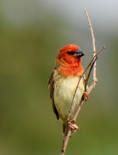 Cardinal Quelea
