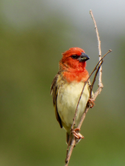 Cardinal Quelea photo 2