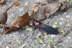 Huechys sanguinea