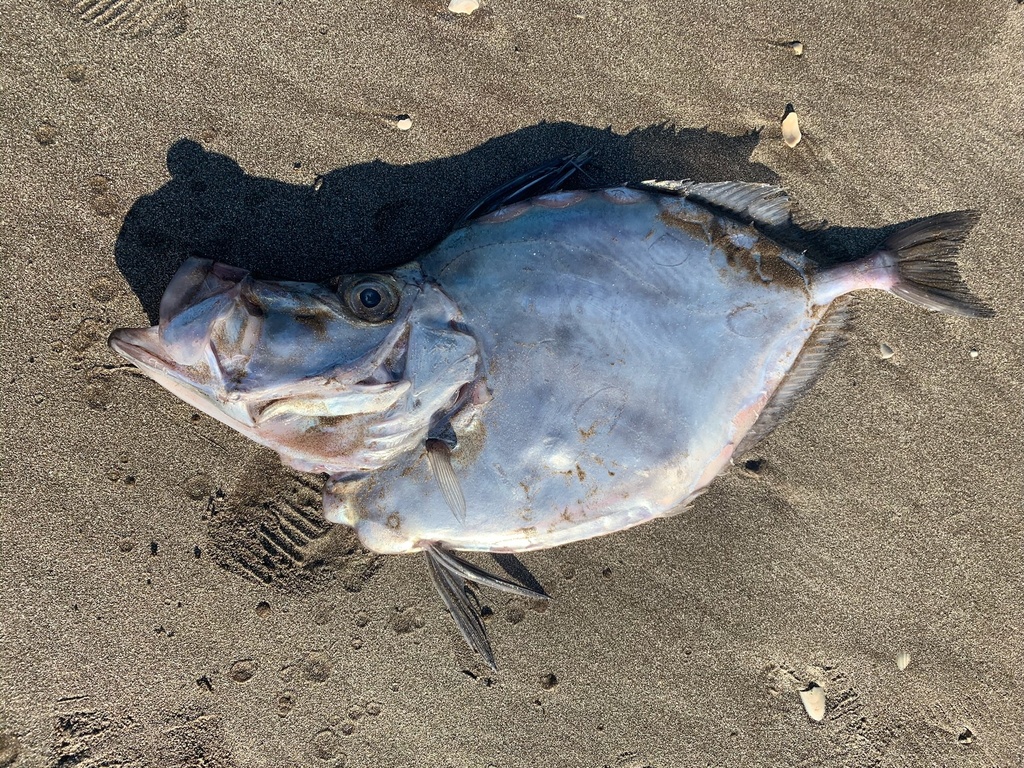 Silvery John Dory