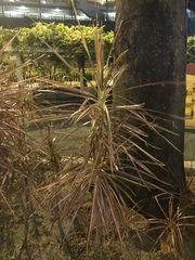 Dracaena reflexa angustifolia