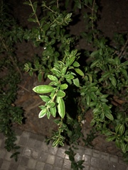 Ligustrum sinense
