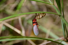 Huechys sanguinea