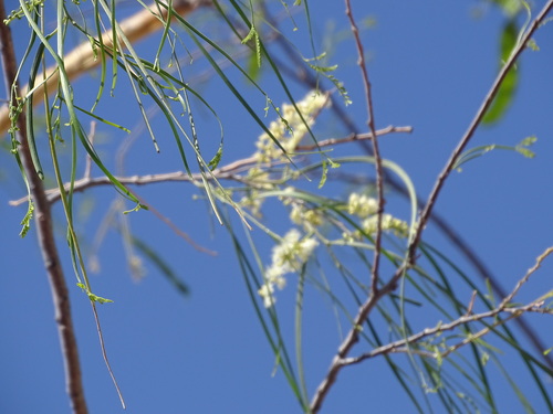 Image of Mariosousa heterophylla by (c) Alexis López Hernández, some rights reserved (CC BY)