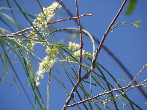 Image of Mariosousa heterophylla by (c) Alexis López Hernández, some rights reserved (CC BY)