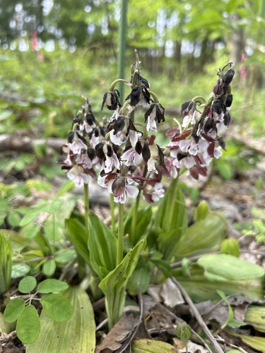 two-coloured calanthe