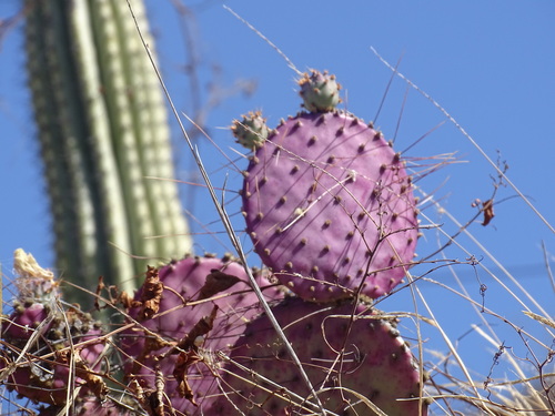 Image of Opuntia gosseliniana by (c) Alexis López Hernández, some rights reserved (CC BY)