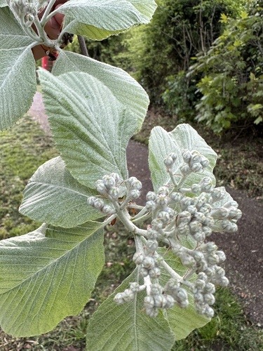 Whitebeam